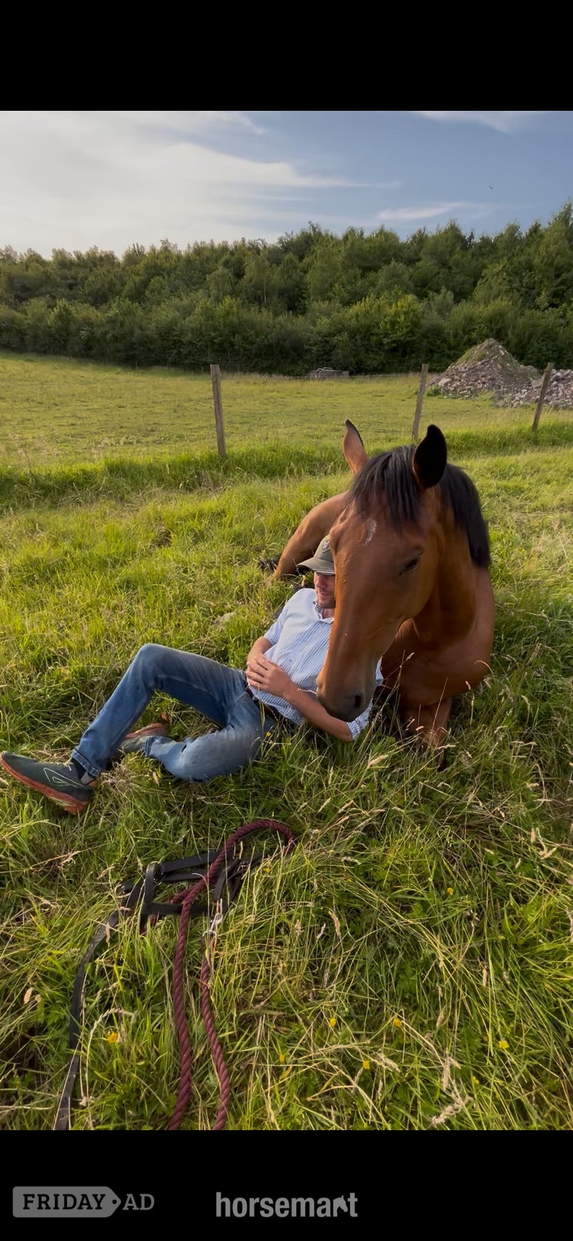 "Jazzy HS Z " Bay Gelding Show Jumper in Lancaster
