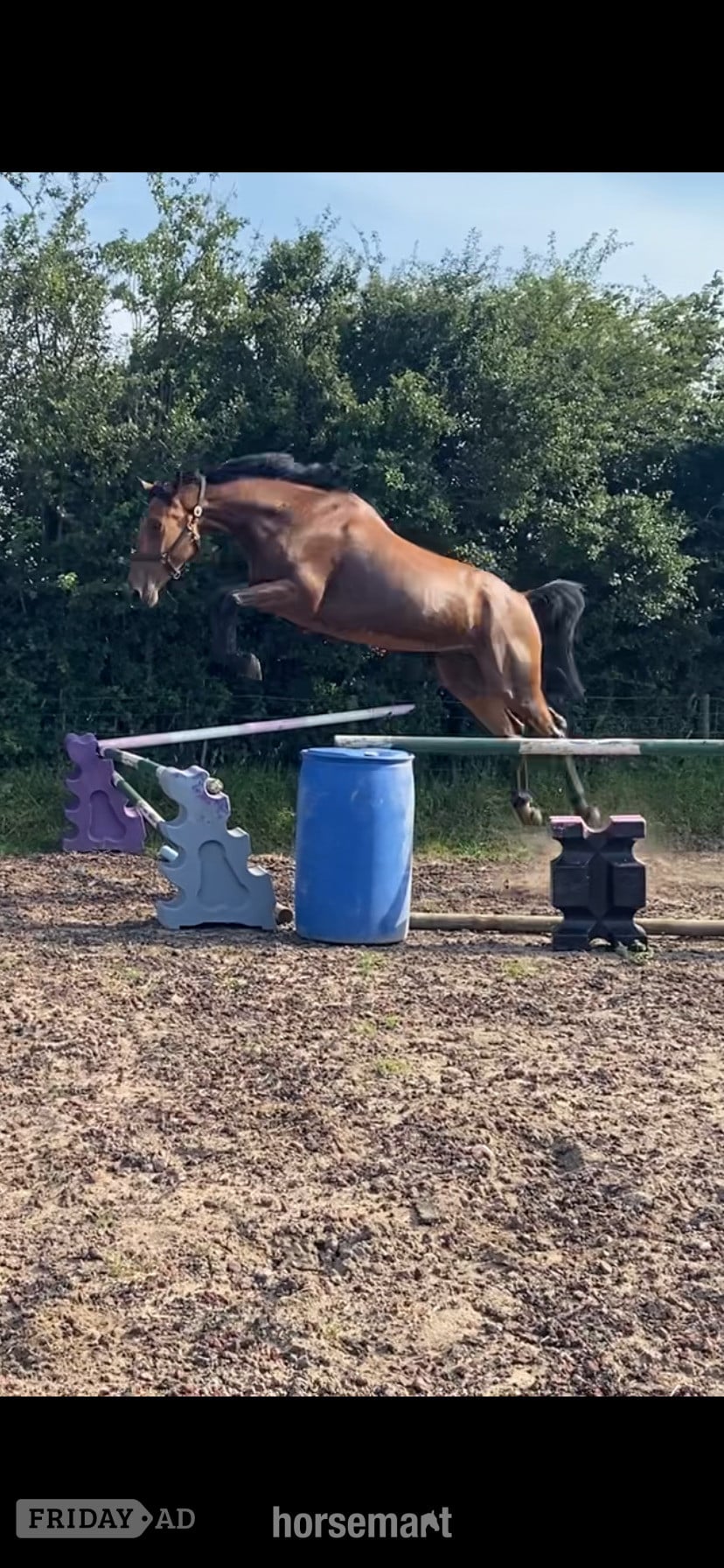 "Jazzy HS Z " Bay Gelding Show Jumper