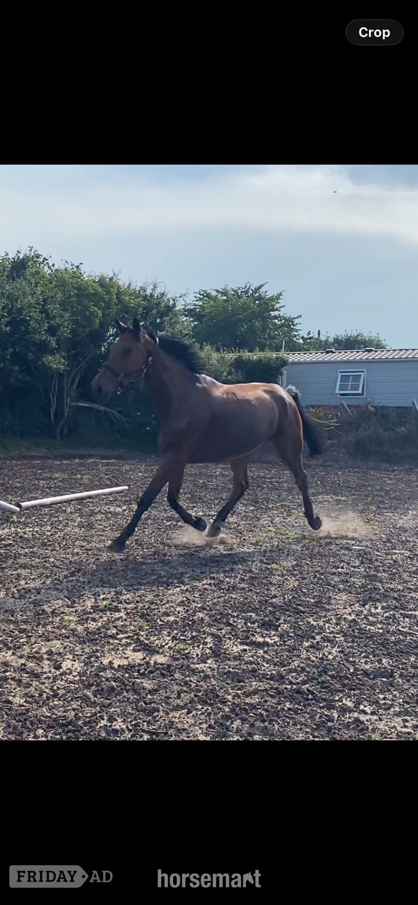 Lancaster "Jazzy HS Z " Bay Gelding Show Jumper