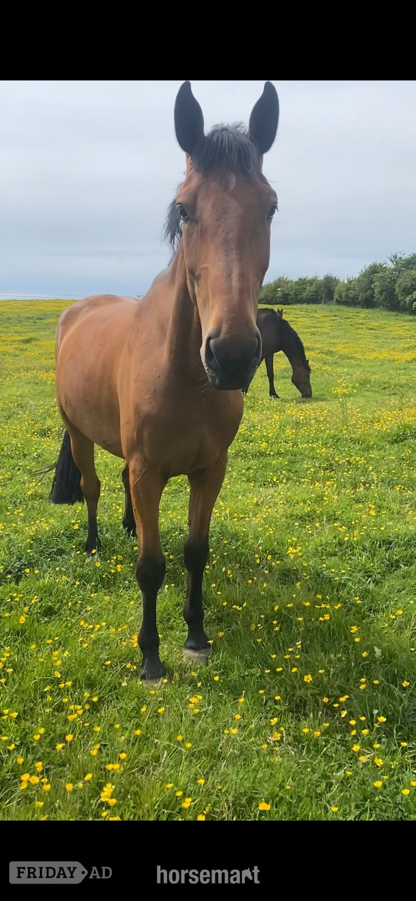 "Jazzy HS Z " Bay Gelding Show Jumper - Horses in Lancaster