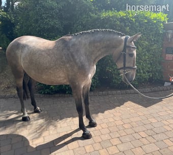 "Darcy " Rose Grey Filly Show Jumper