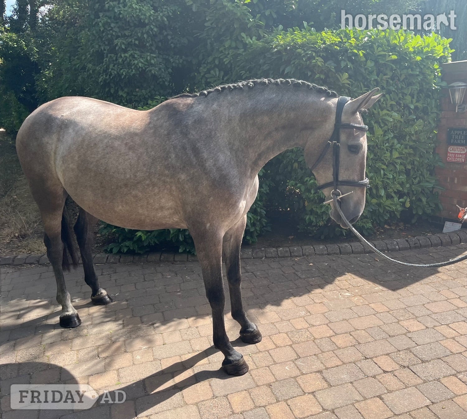 "Darcy " Rose Grey Filly Show Jumper in Hinckley