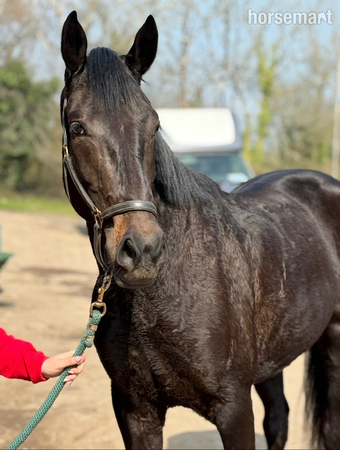 "Beanz" Bay Gelding All Rounder