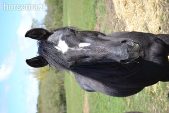 "Percheron x Connemara gelding " Grey Gelding Youngstock / Foal