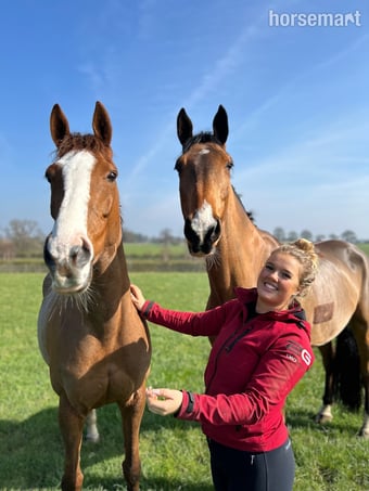 "Queenie" Chestnut Mare Show Jumper