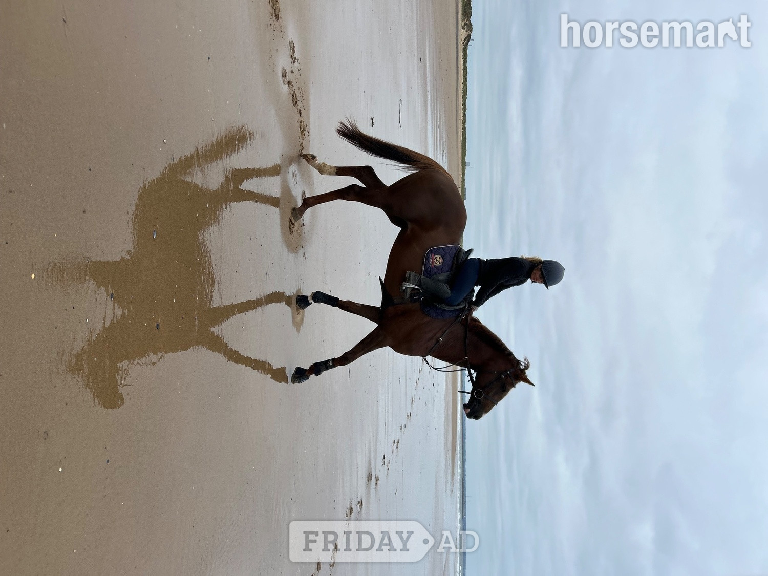 "Queenie" Chestnut Mare Show Jumper