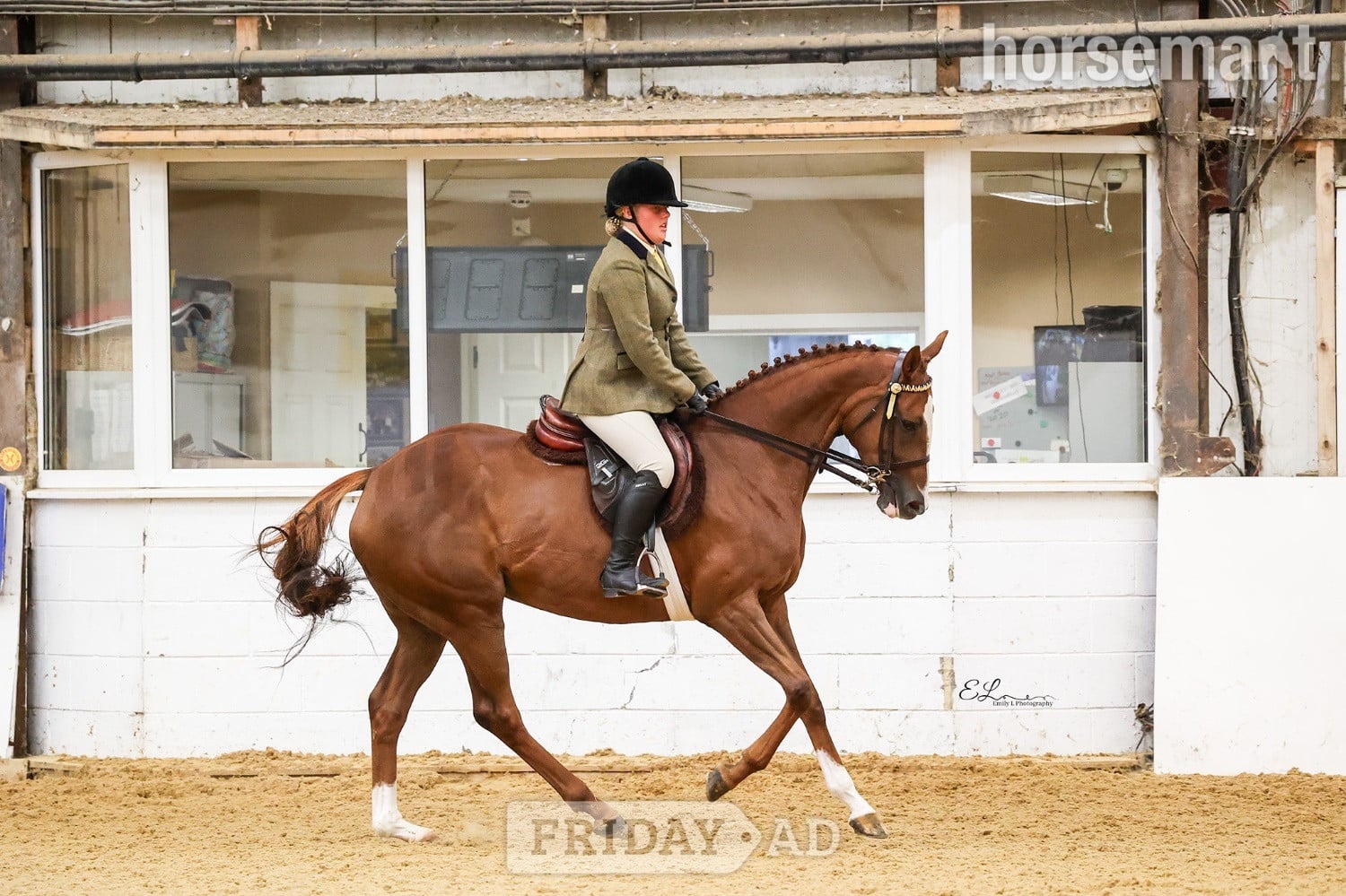 "Queenie" Chestnut Mare Show Jumper - Horses in Scotch Corner