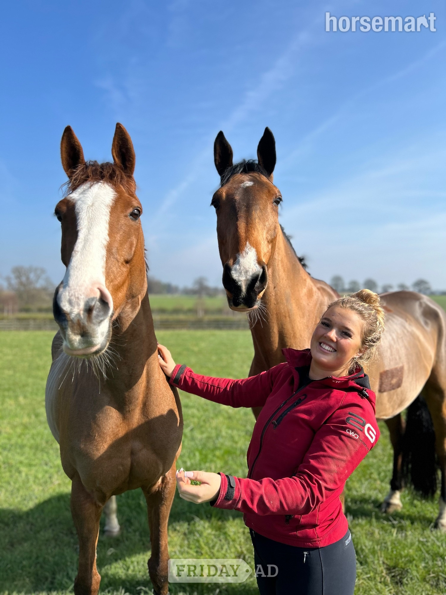 "Queenie" Chestnut Mare Show Jumper in Scotch Corner