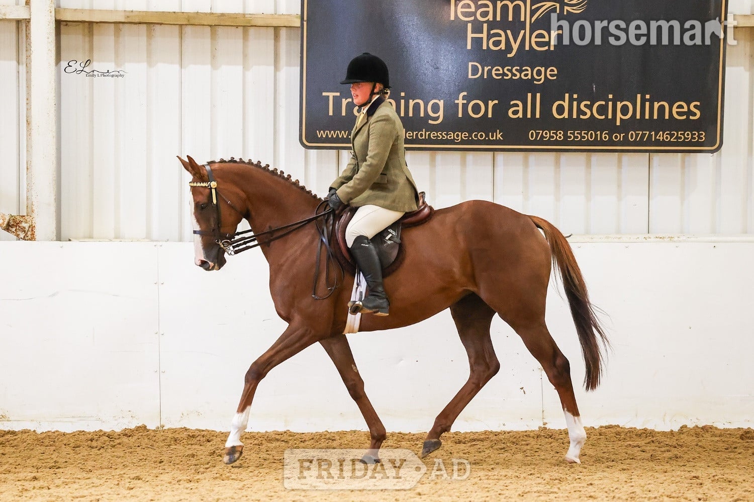 Scotch Corner "Queenie" Chestnut Mare Show Jumper