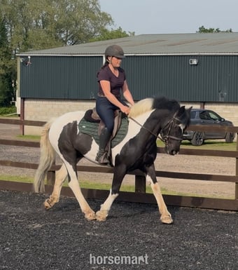 "Ted" Piebald Gelding All Rounder