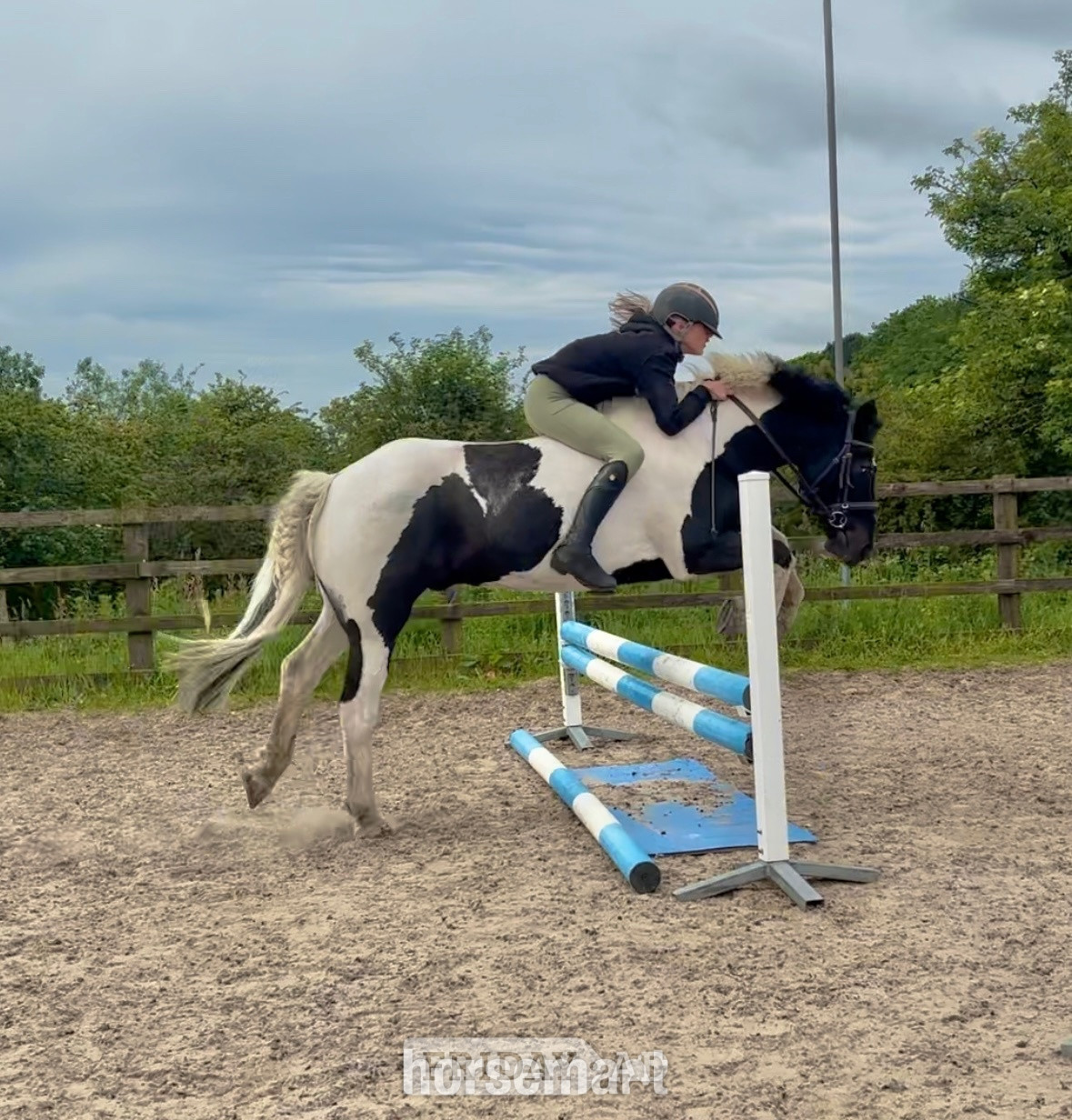 "Ted" Piebald Gelding All Rounder - Horses in Mow Cop