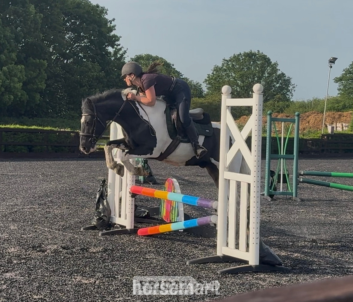 "Ted" Piebald Gelding All Rounder