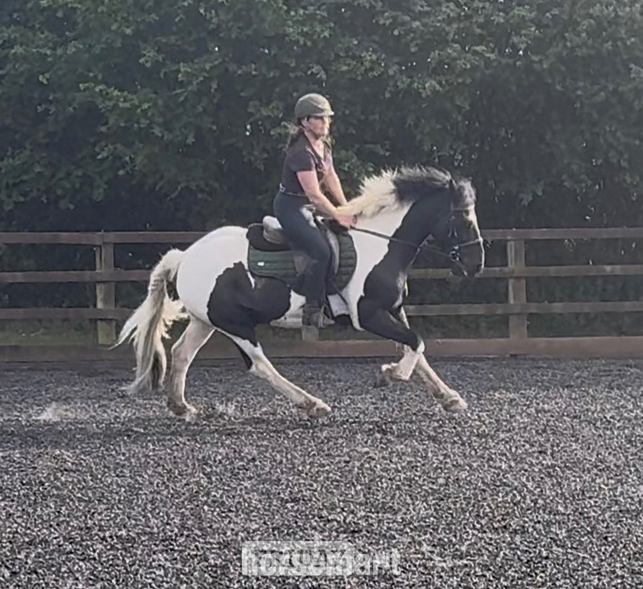 "Ted" Piebald Gelding All Rounder - Horses