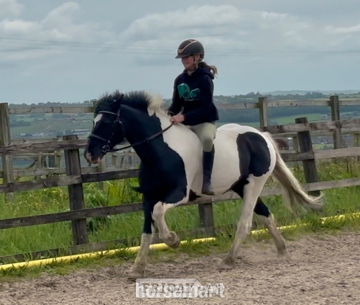 Mow Cop "Ted" Piebald Gelding All Rounder