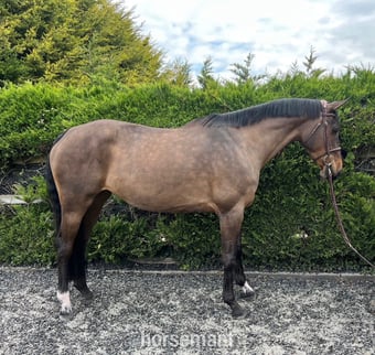 "Van De Bijou" Bay Mare Show Jumper