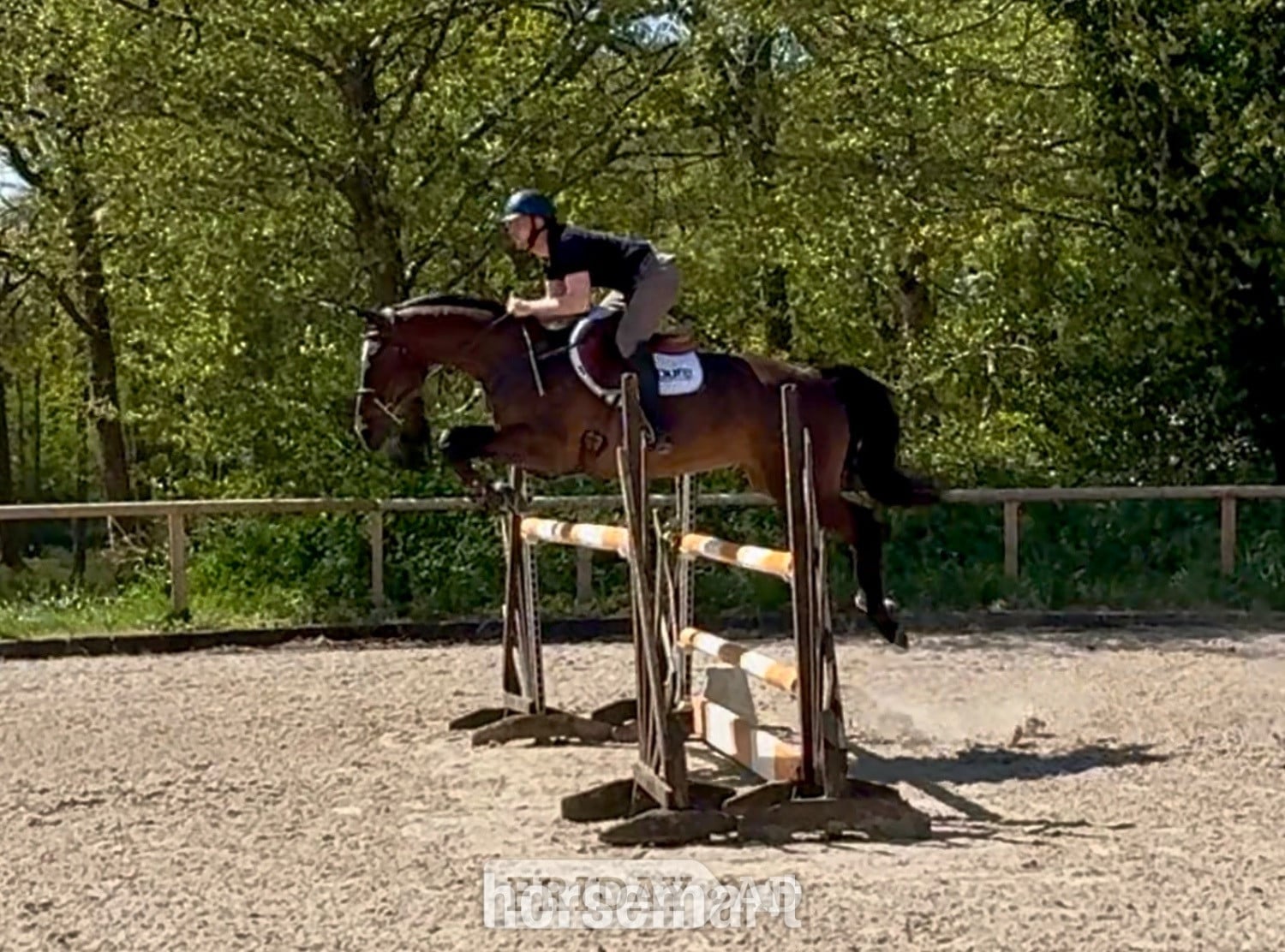 Horsham "Van De Bijou" Bay Mare Show Jumper