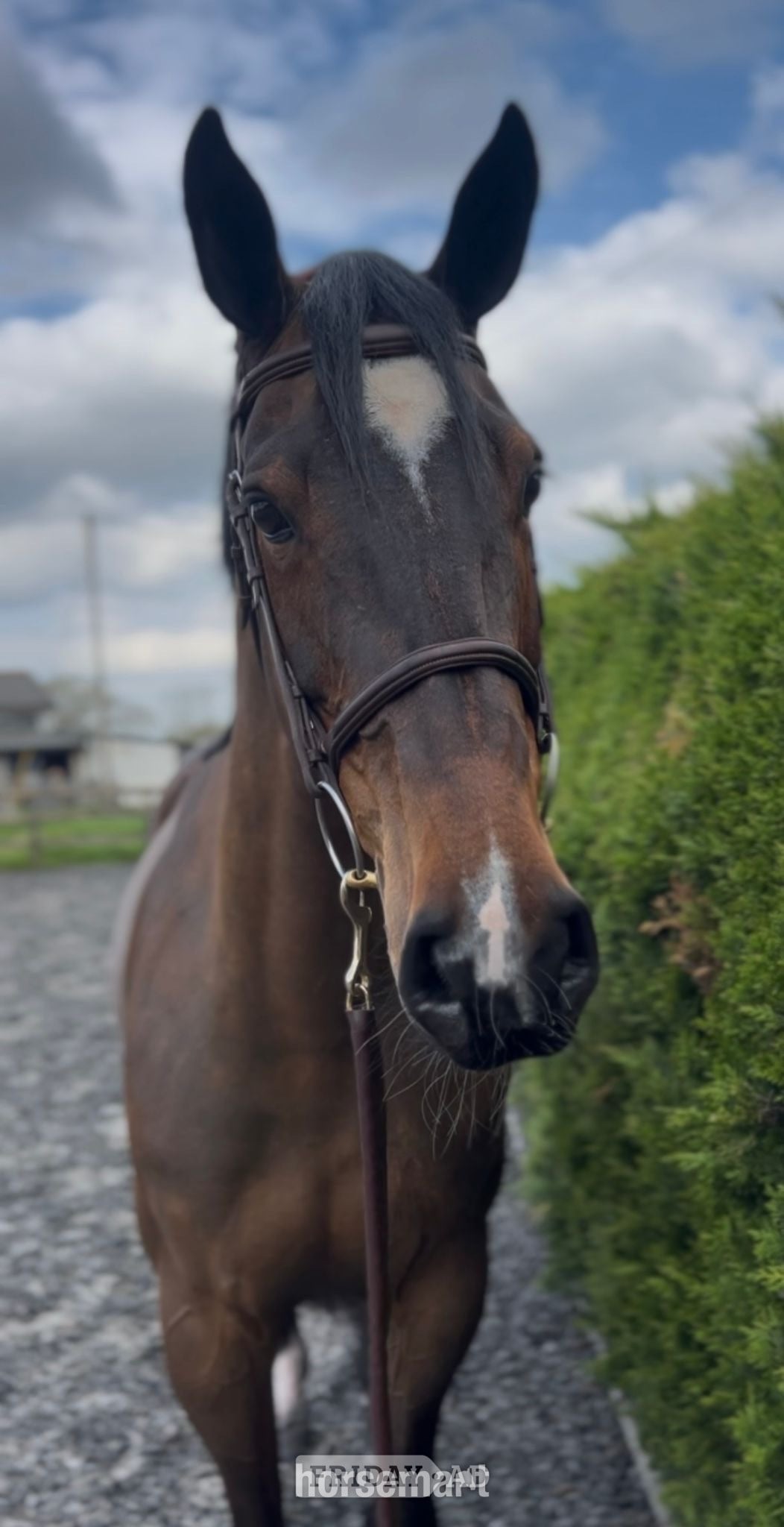 "Van De Bijou" Bay Mare Show Jumper