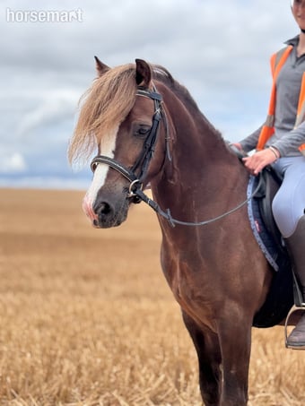 "Hillgarth ScoobyDoo " Chestnut Gelding Driving Horse