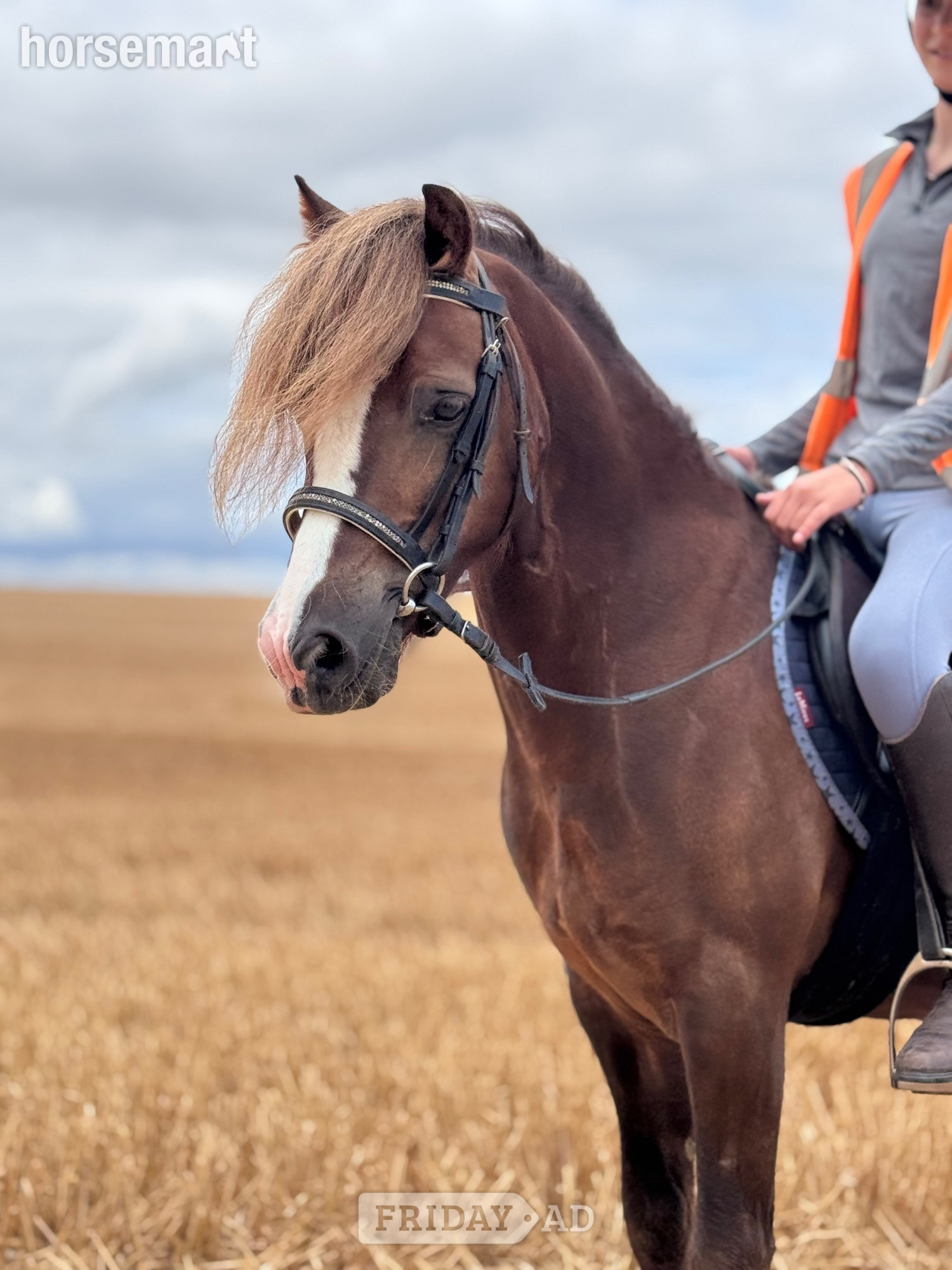 "Hillgarth ScoobyDoo " Chestnut Gelding Driving Horse in Manston