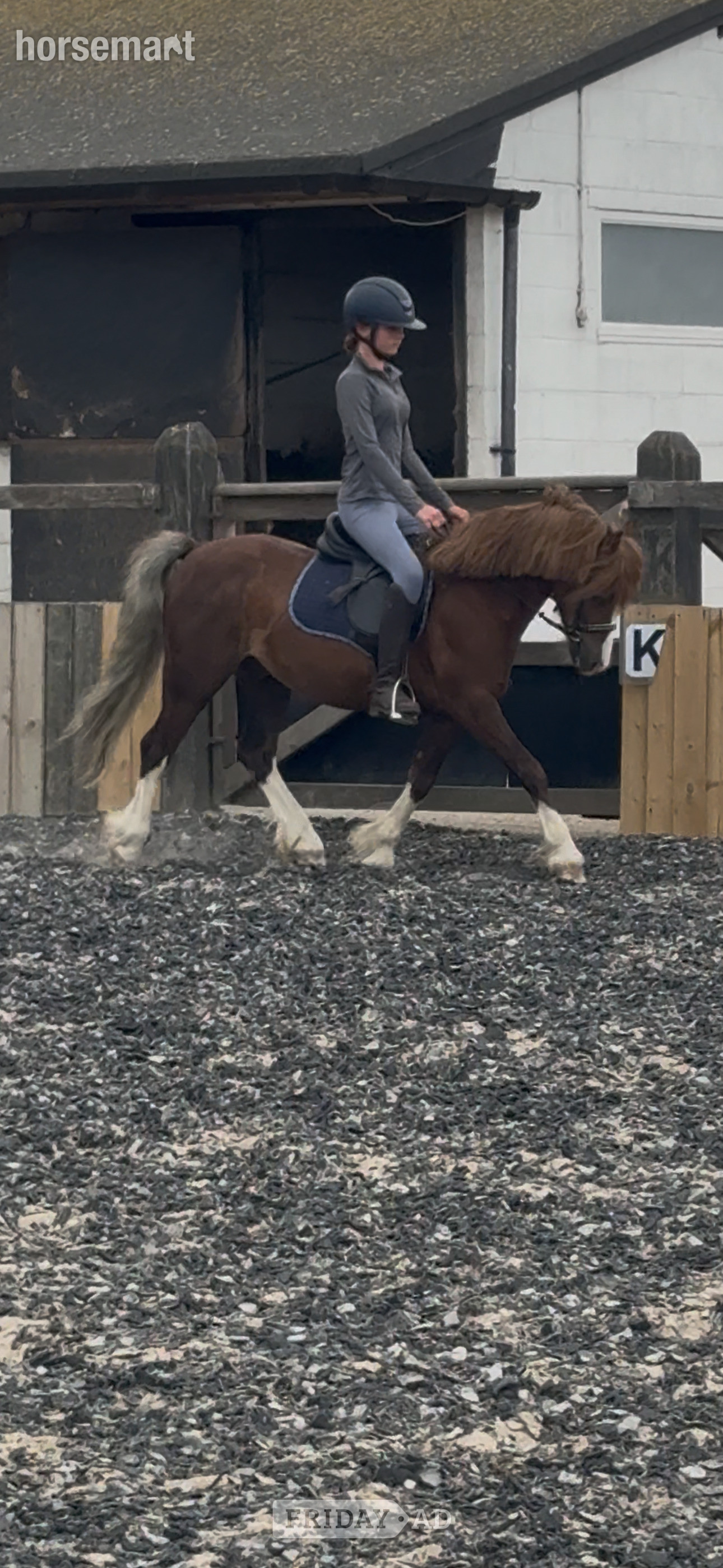 "Hillgarth ScoobyDoo " Chestnut Gelding Driving Horse