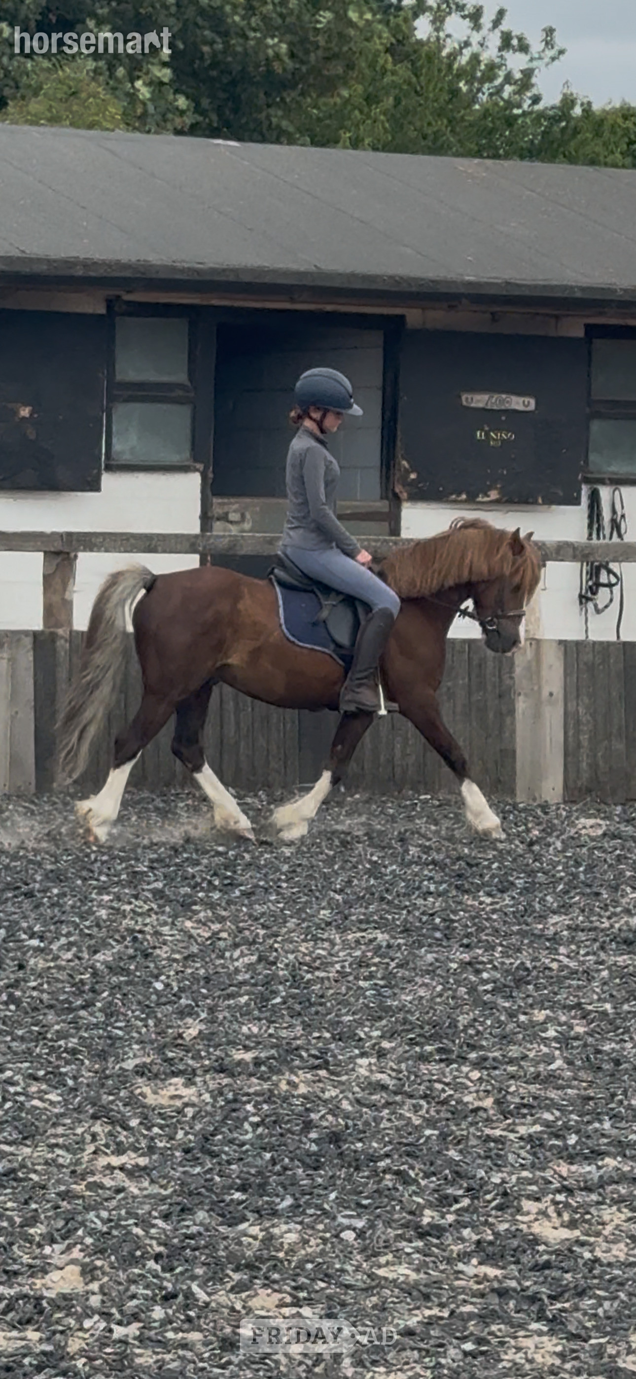 Manston "Hillgarth ScoobyDoo " Chestnut Gelding Driving Horse
