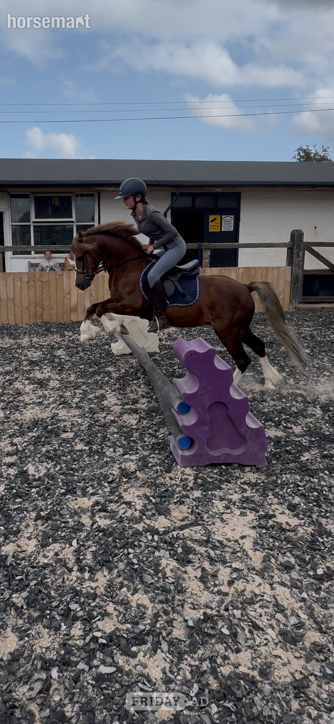 "Hillgarth ScoobyDoo " Chestnut Gelding Driving Horse - Horses in Manston