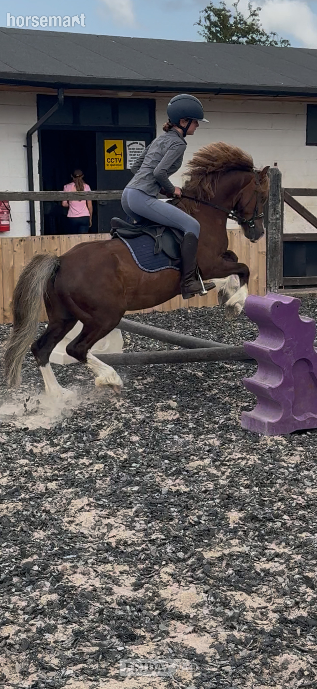 "Hillgarth ScoobyDoo " Chestnut Gelding Driving Horse - Horses