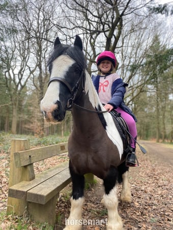 "Buzz"  Gelding Happy Hacker