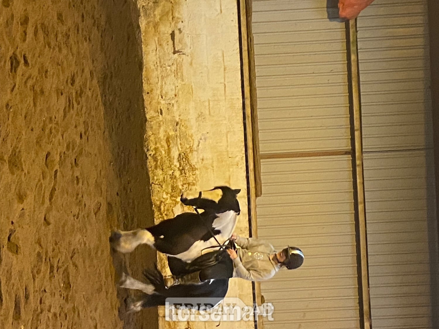 "Buzz"  Gelding Happy Hacker