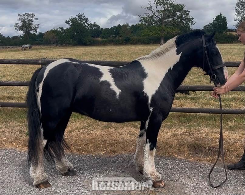 Bewdley "Buzz"  Gelding Happy Hacker
