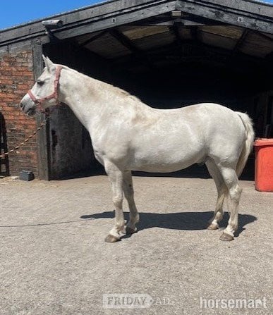 "Roscoe" Grey Gelding All Rounder in Thirsk