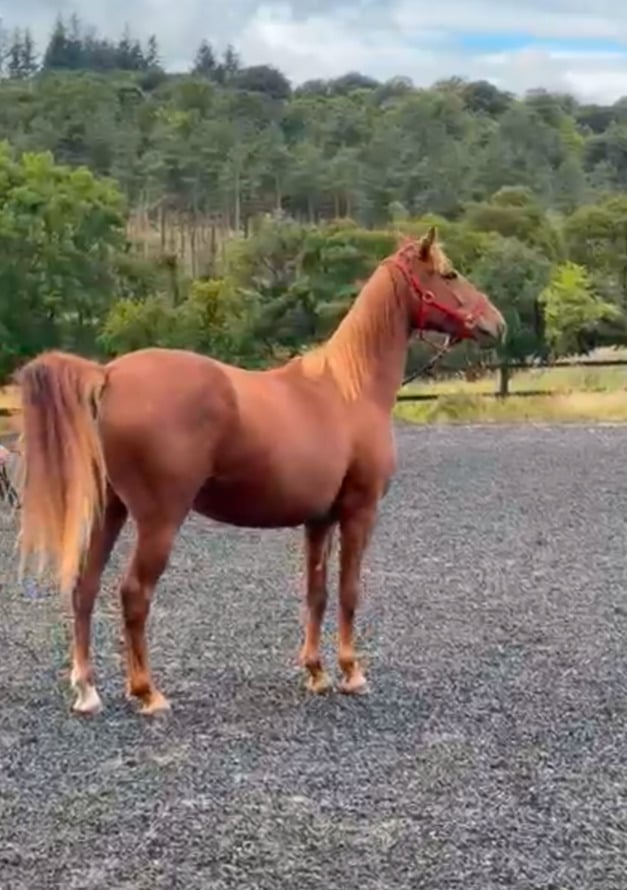 "Tina" Chestnut Filly Young Sport Horse