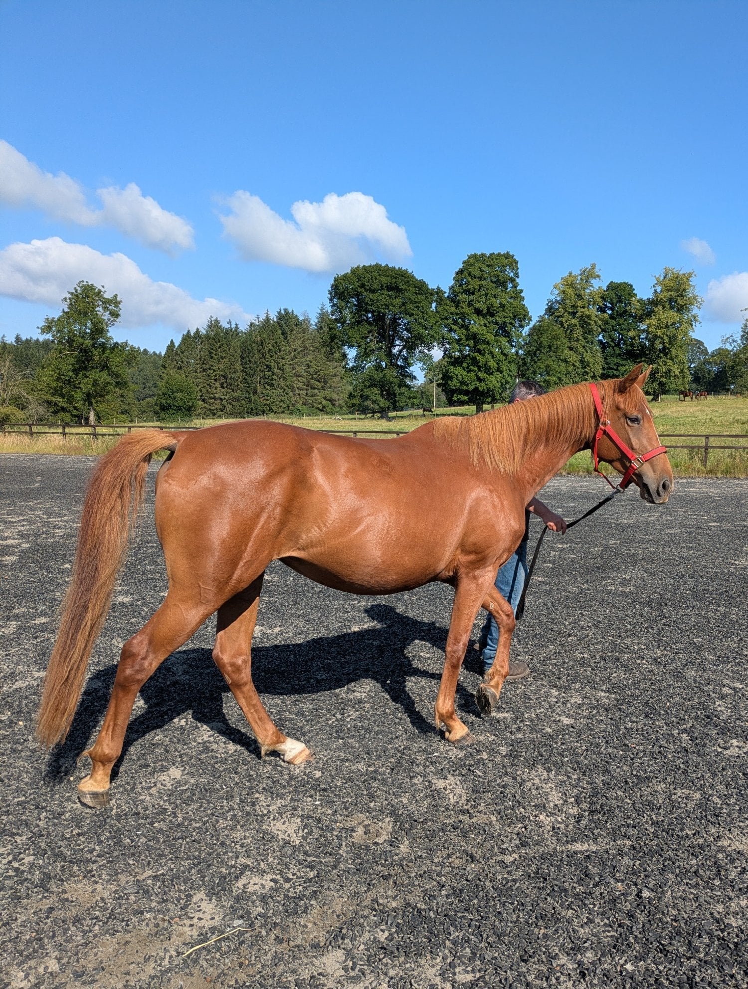Stirling "Tina" Chestnut Filly Young Sport Horse