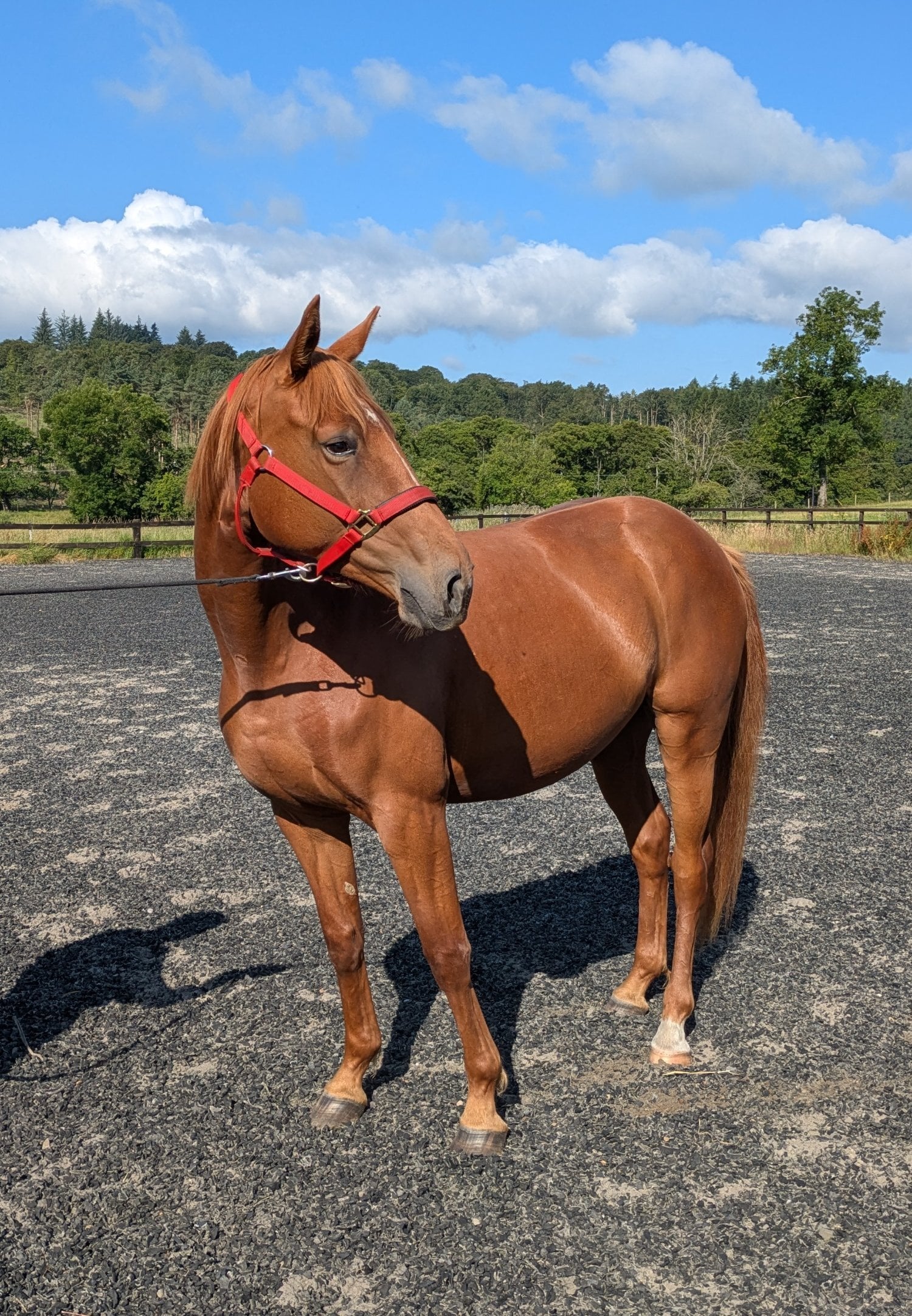 "Tina" Chestnut Filly Young Sport Horse - Horses in Stirling