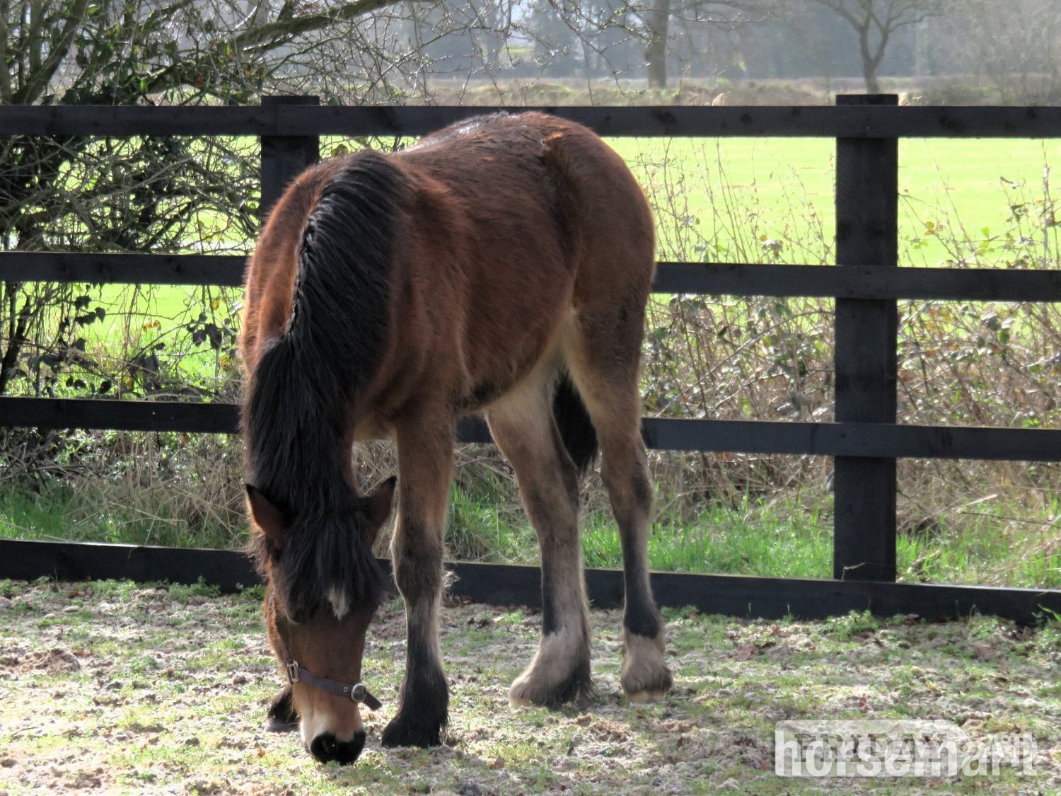 "Kaybrook Delight" Bay Filly Youngstock / Foal