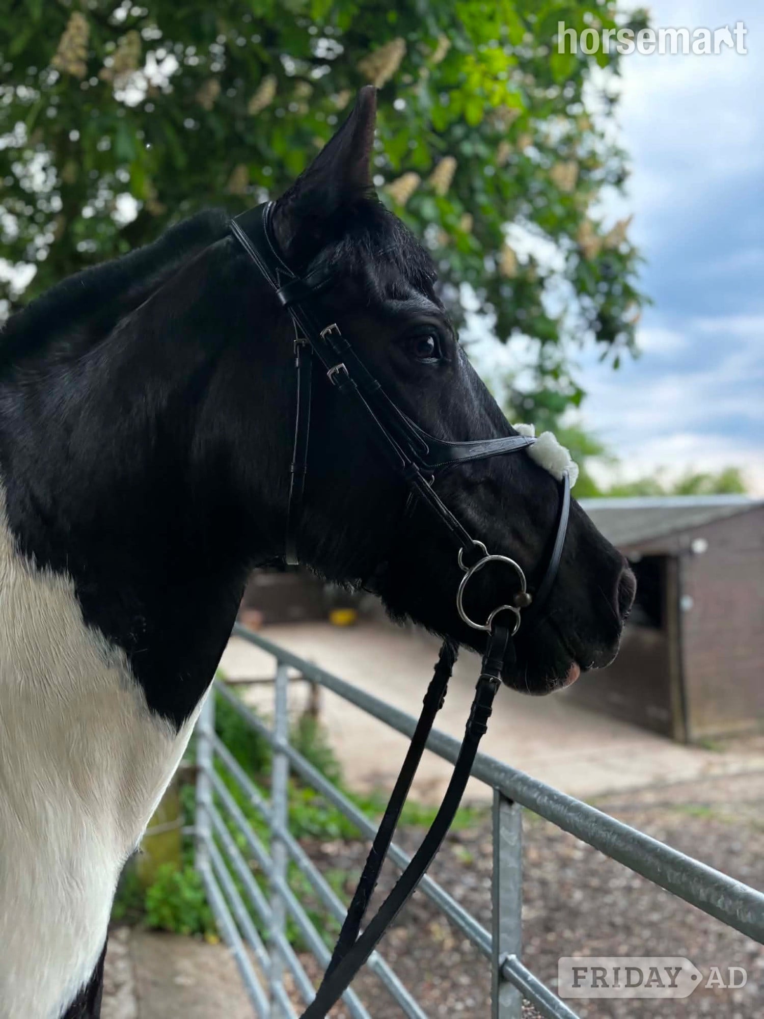 "Kizzy" Piebald Mare All Rounder