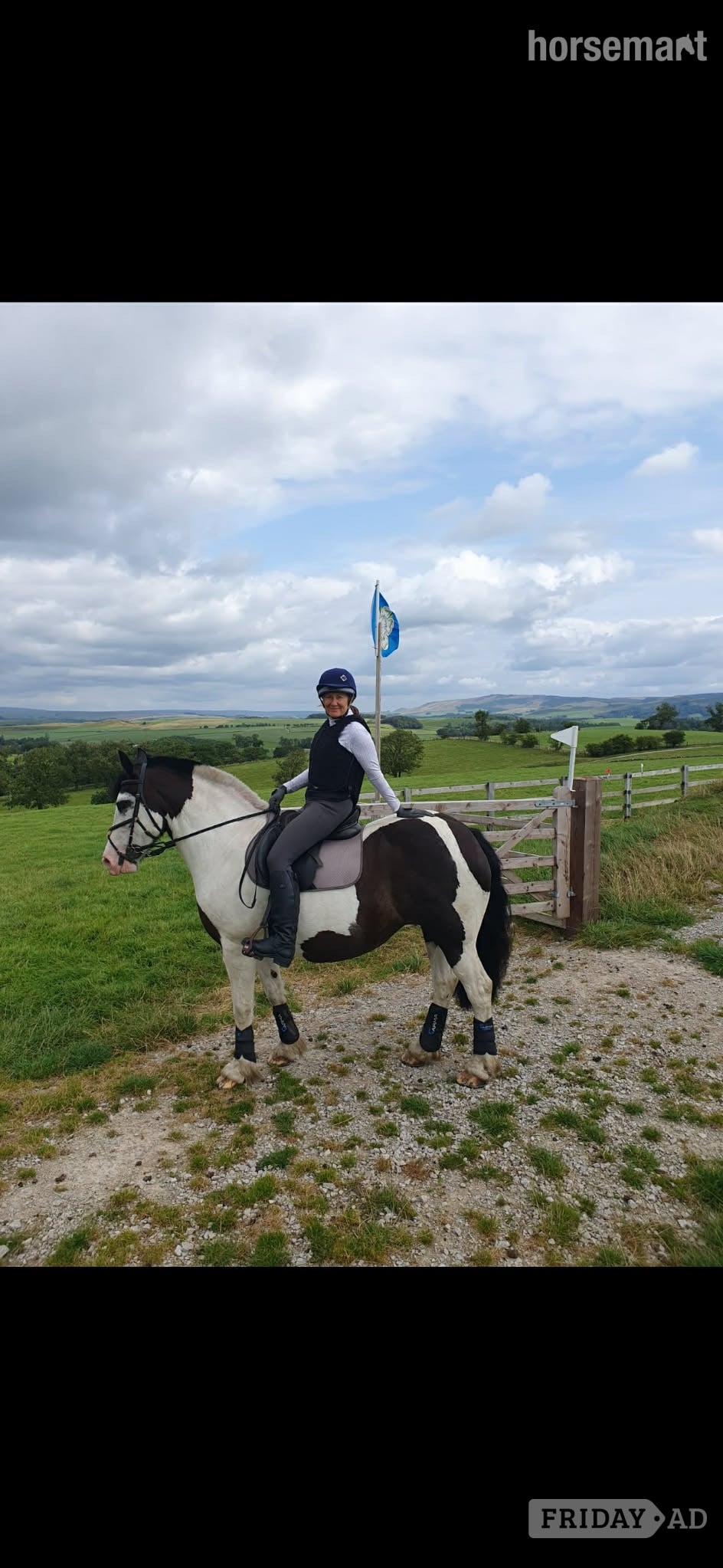 "Kizzy" Piebald Mare All Rounder - Horses in Sheffield