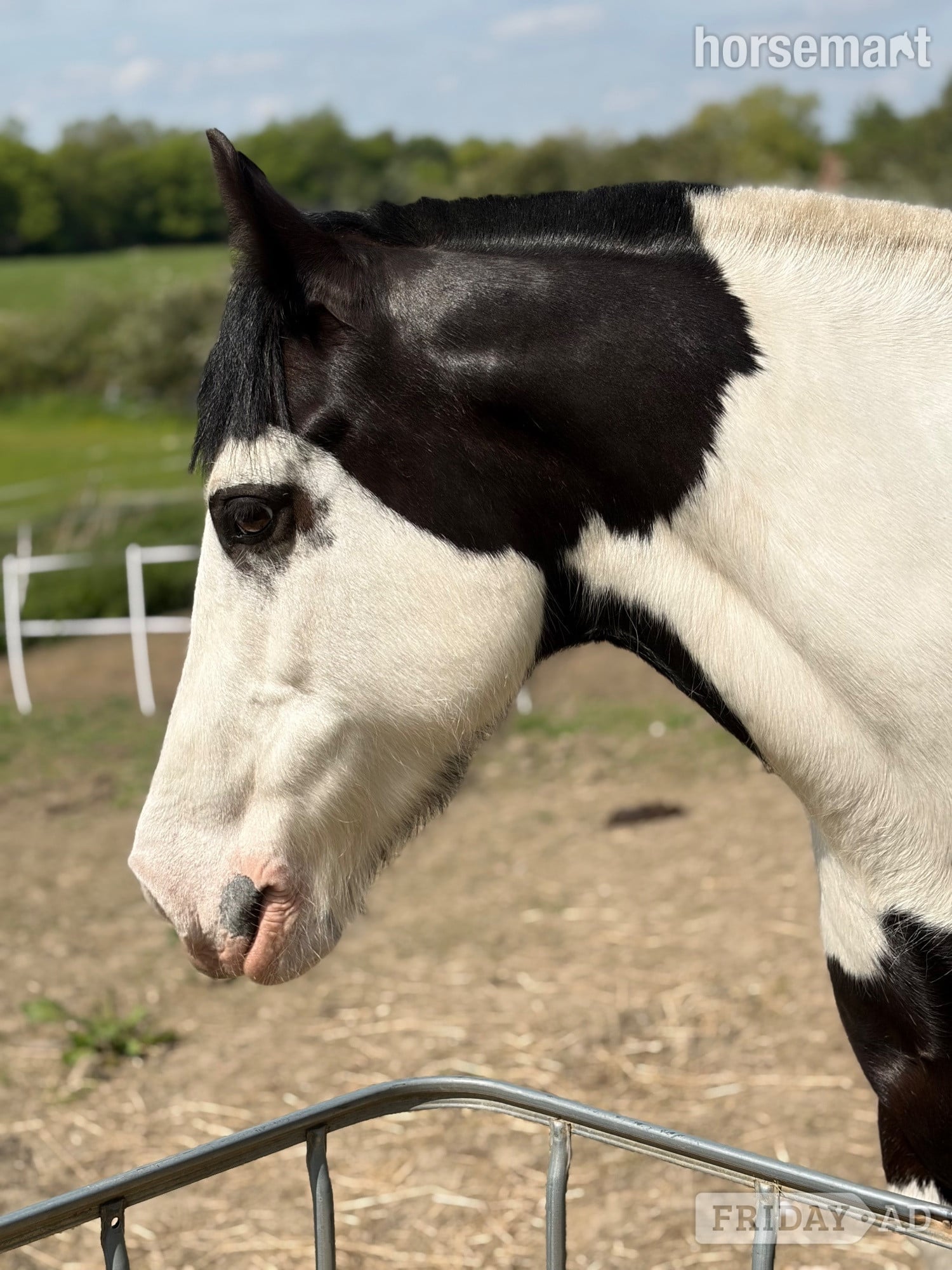 "Kizzy" Piebald Mare All Rounder - Horses