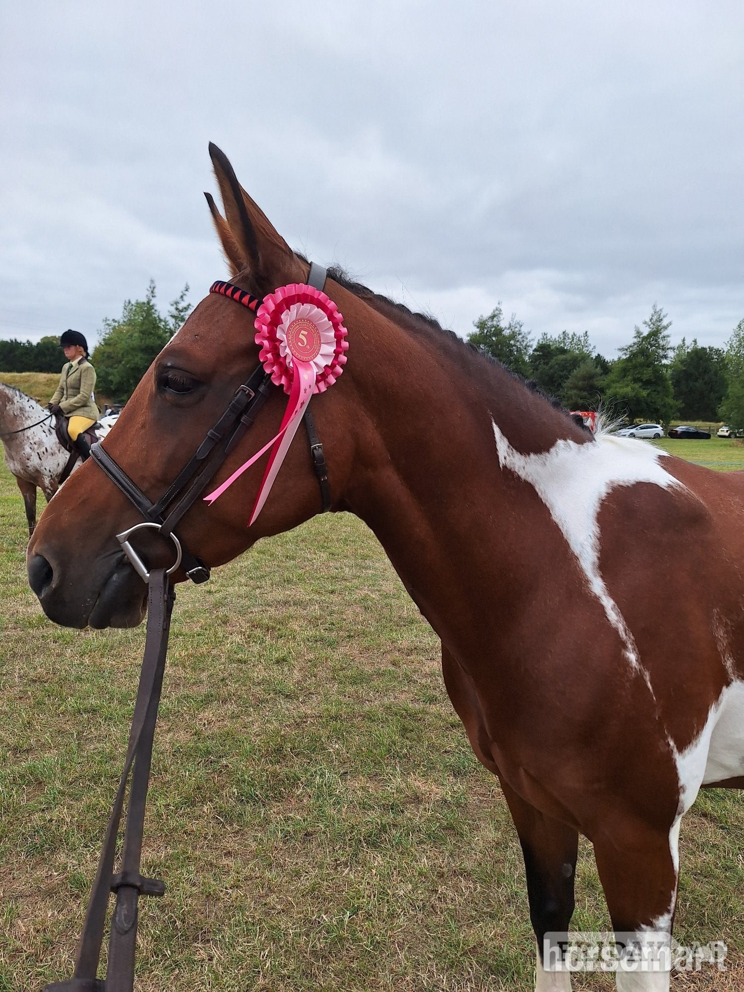 Hull "Belle"  Mare Happy Hacker