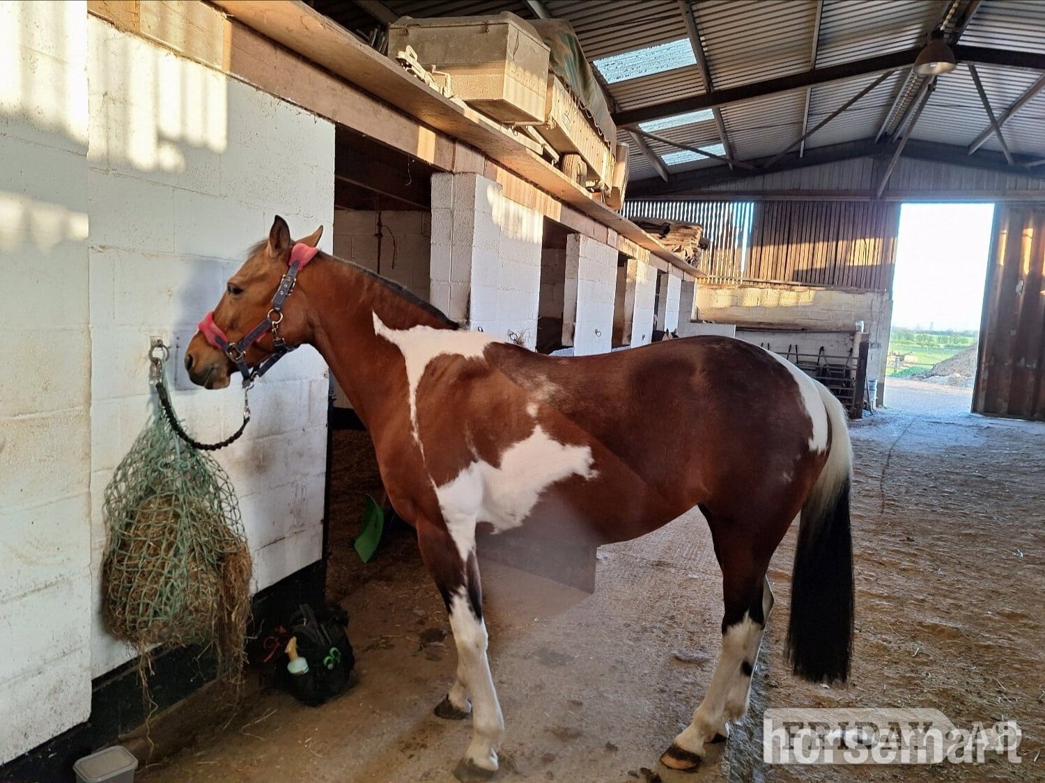 "Belle"  Mare Happy Hacker - Horses in Hull