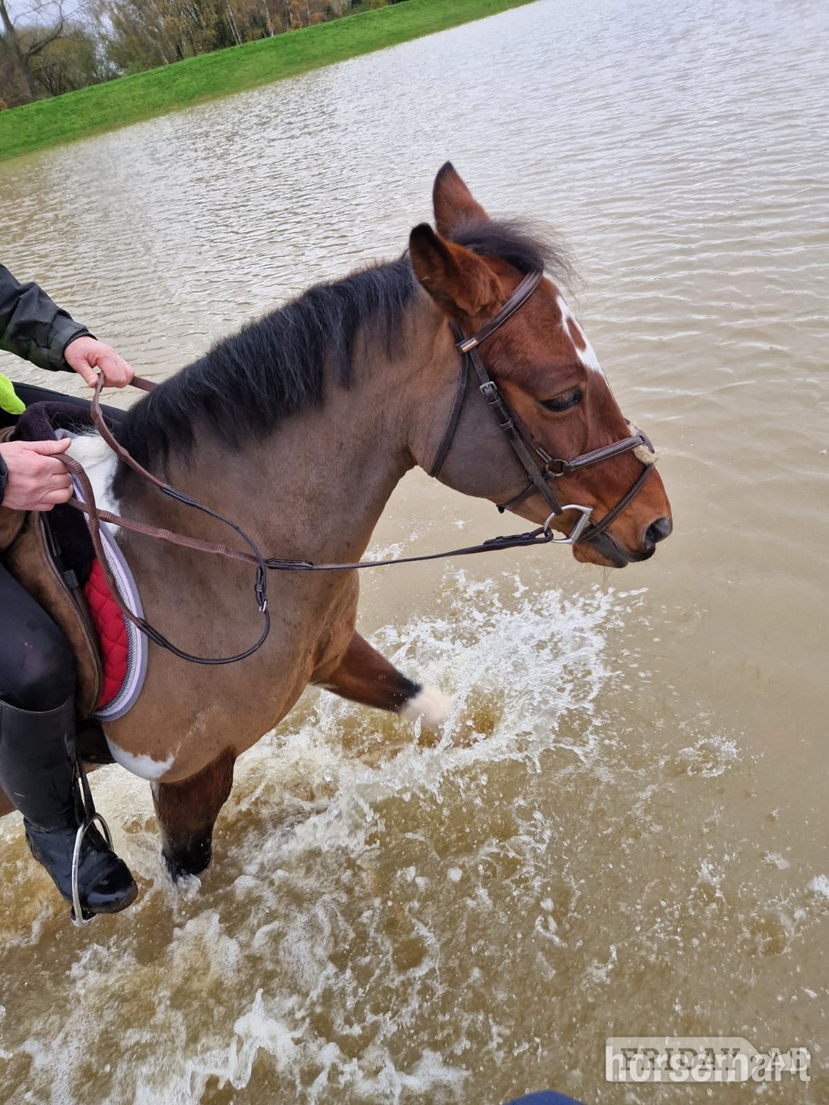 "Belle"  Mare Happy Hacker - Horses