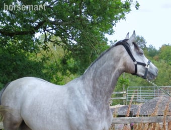 "Antsar Quickstep" Grey Mare Project Horse