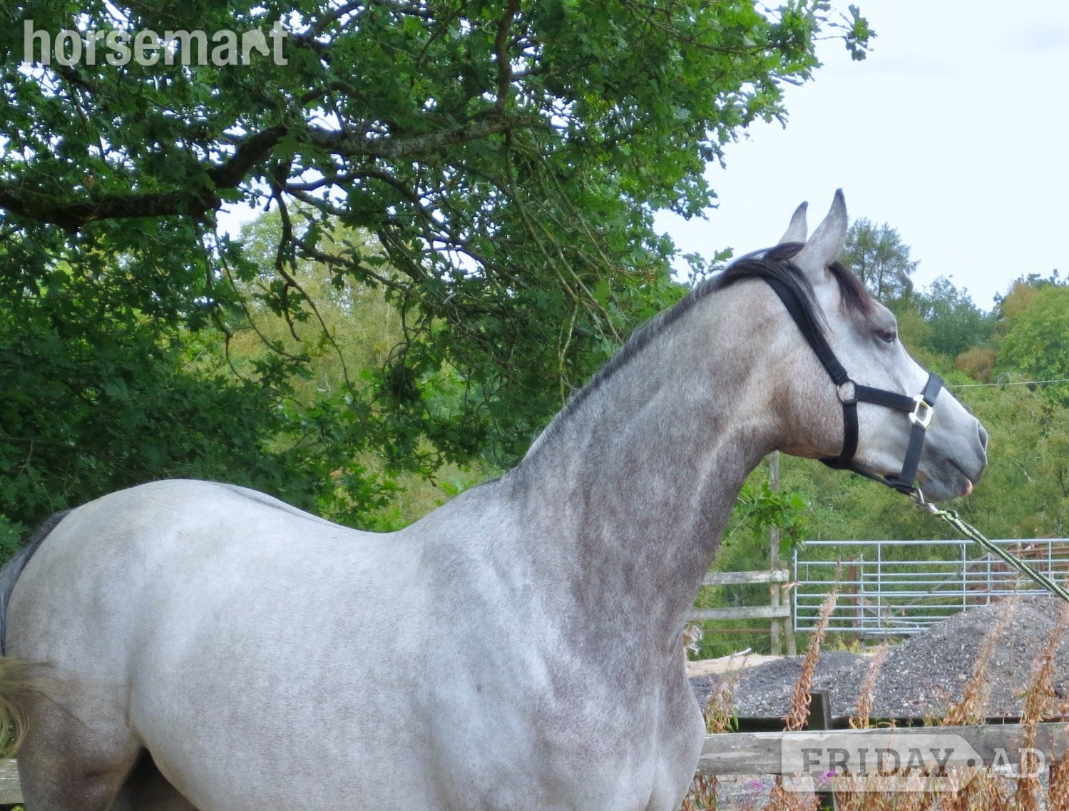 "Antsar Quickstep" Grey Mare Project Horse in Leek