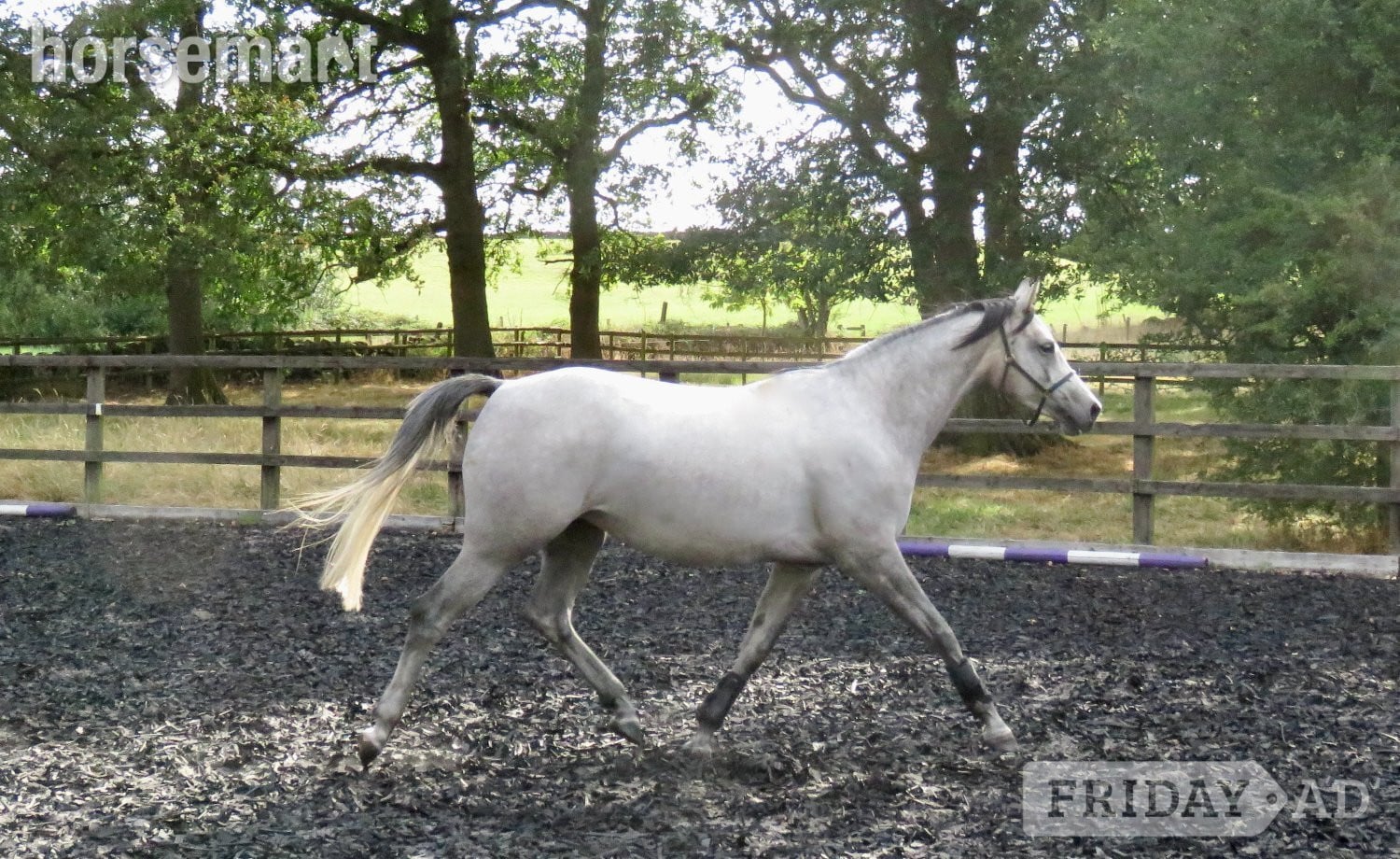 "Antsar Quickstep" Grey Mare Project Horse