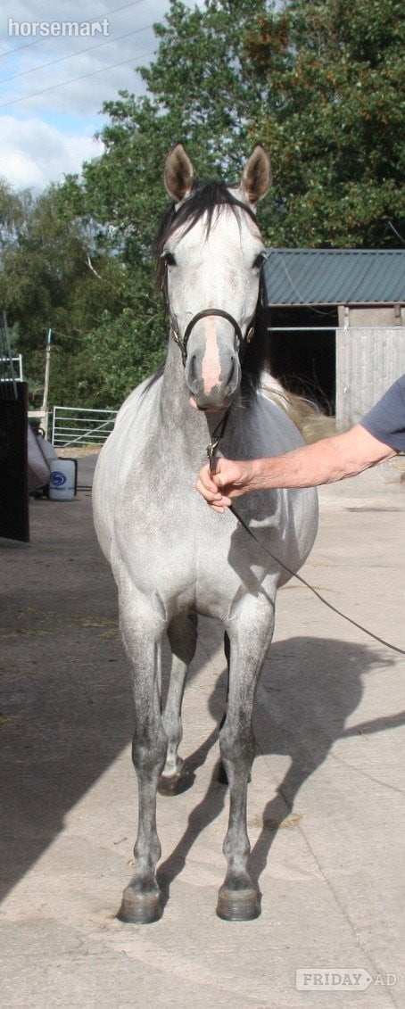 Leek "Antsar Quickstep" Grey Mare Project Horse