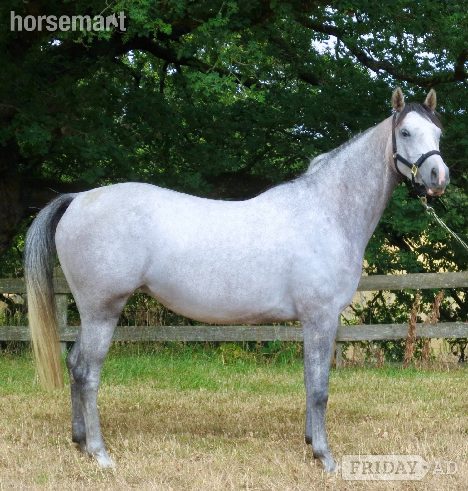 "Antsar Quickstep" Grey Mare Project Horse - Horses in Leek