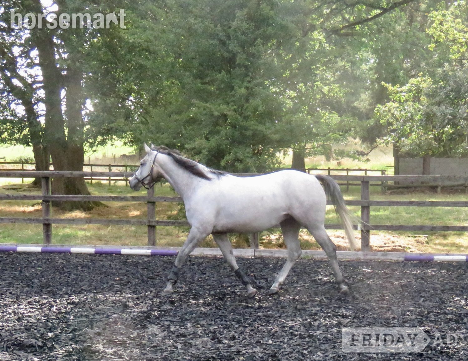 "Antsar Quickstep" Grey Mare Project Horse - Horses