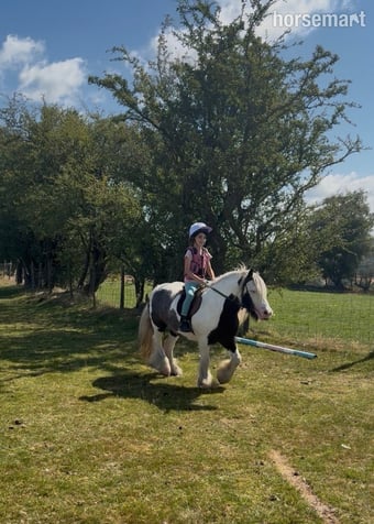 "Fanta" Coloured Gelding All Rounder