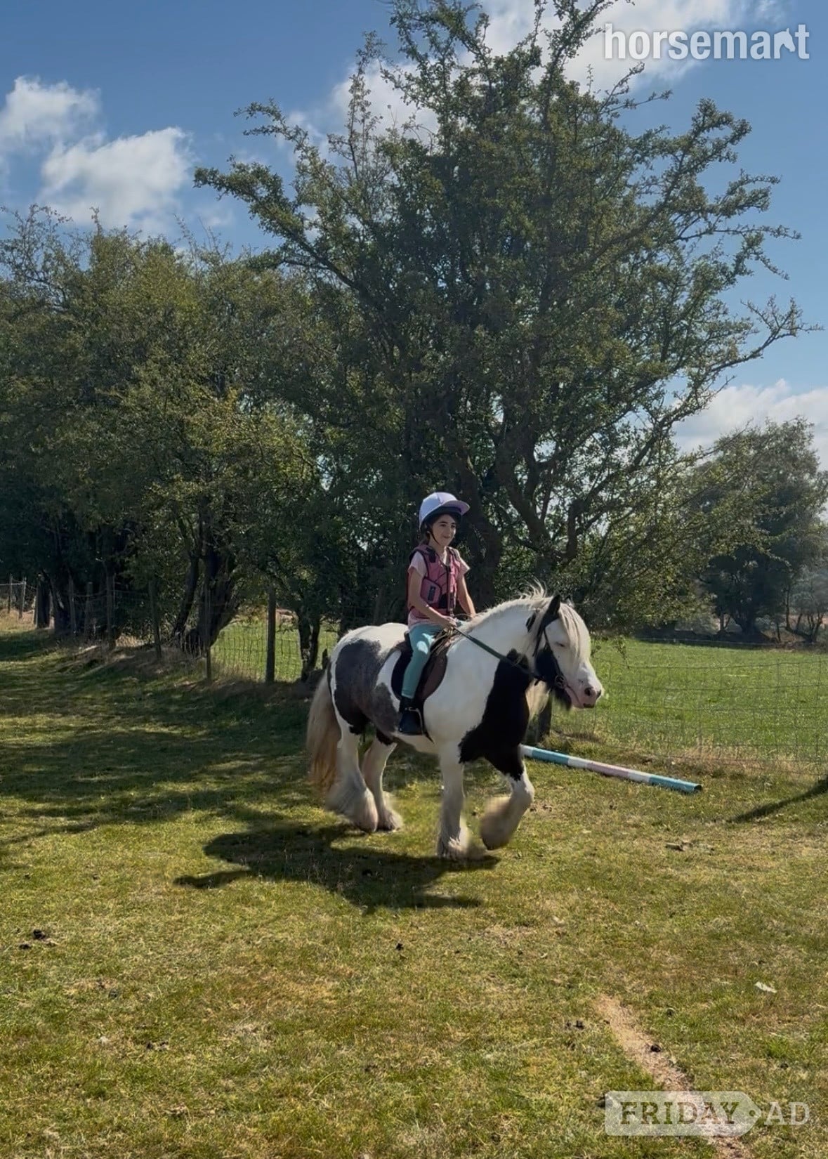 "Fanta" Coloured Gelding All Rounder in Pontypridd