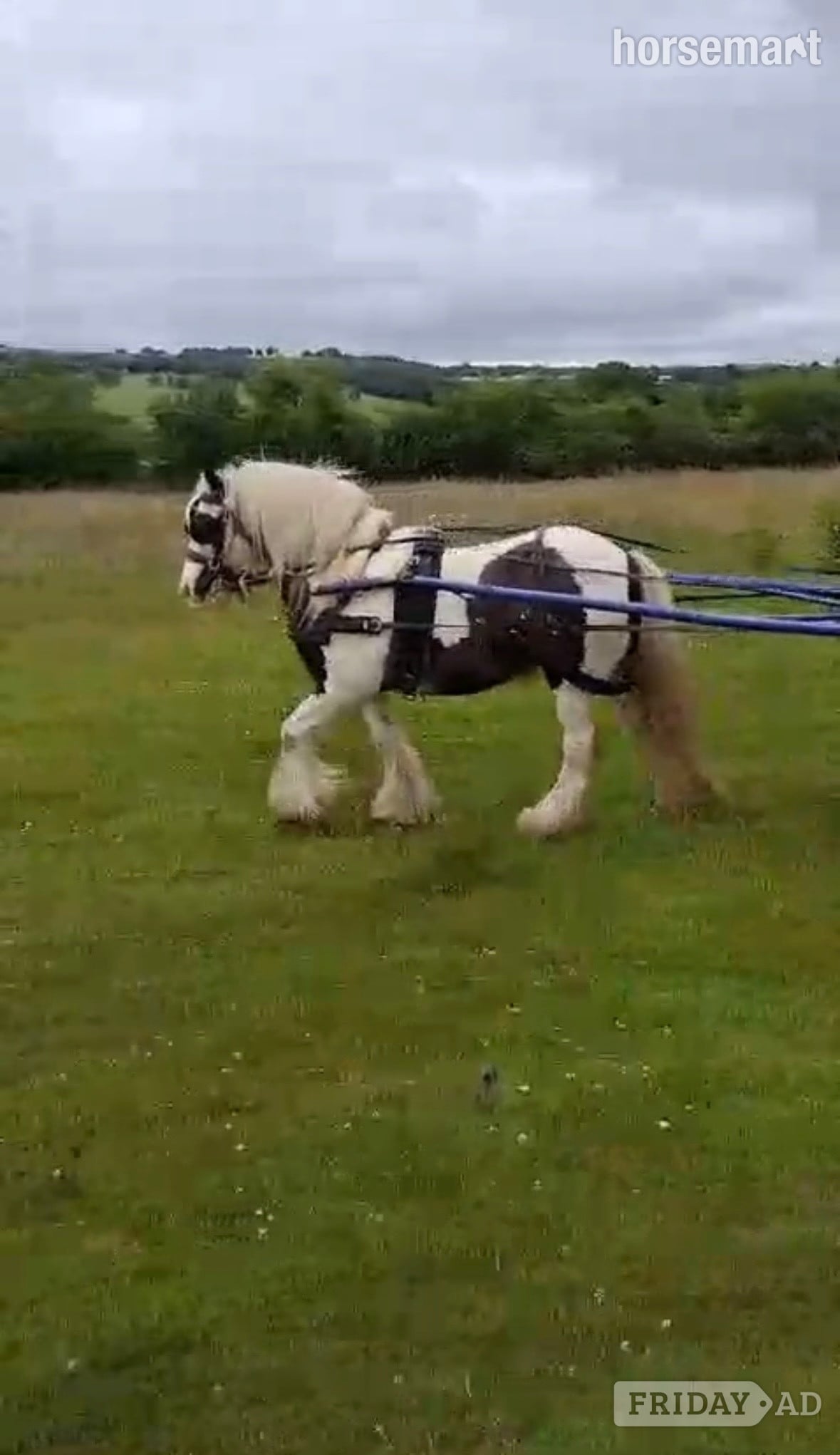 "Fanta" Coloured Gelding All Rounder